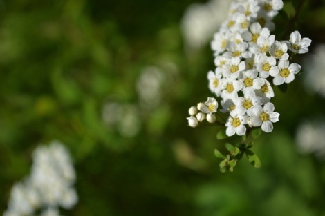Hedgerow blossom